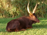 african cow
